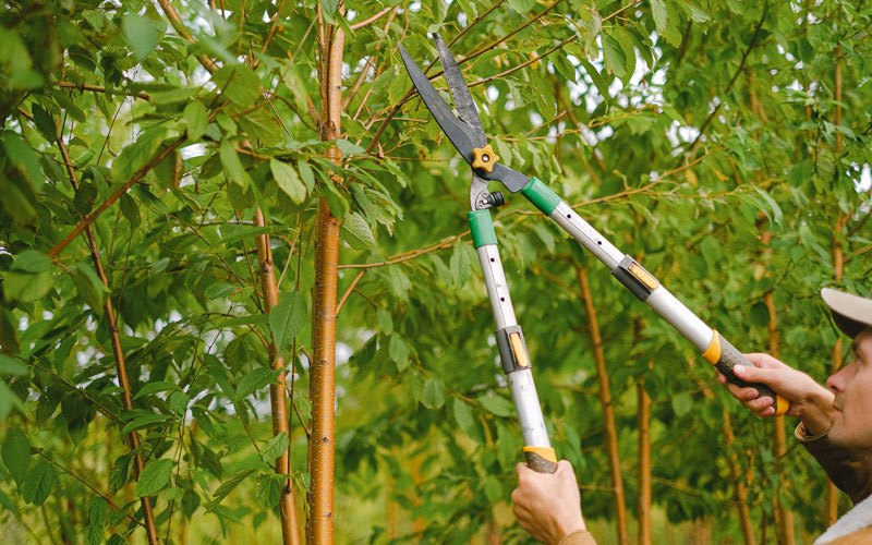 Tree trimming in Guayama, PR
